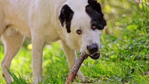 The Central Asian Shepherd Dog gnaws a stick while on the grass at summer, 4k Stock Footage 287958196