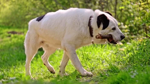 The Central Asian Shepherd Dog gnaws a stick while on the grass at summer, 4k Stock Footage 288632363