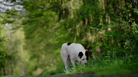 The Central Asian Shepherd Dog walking in park, 4k footage Stock Footage 287957569