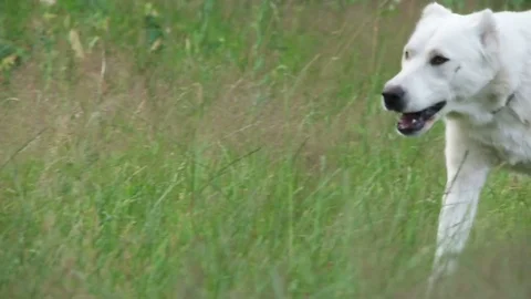 Central Asian Shepherd Runs on the grass, slow motion Stock Footage 77301671