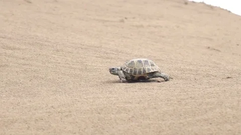 Central Asian tortoise 50p Stock Footage 82257121