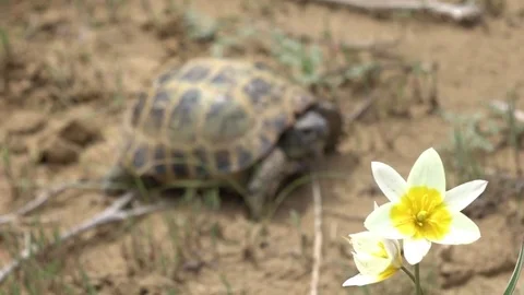 Central Asian tortoise 50p Stock Footage 82257396