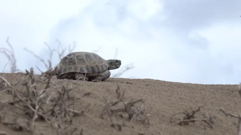 Central Asian tortoise 50p 스톡 동영상 82257859