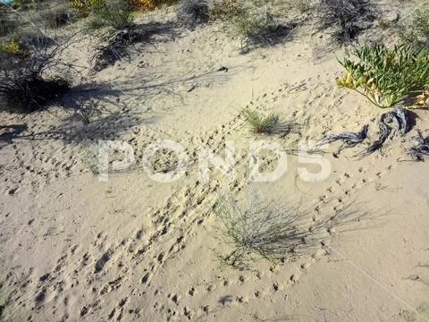 Central Asian tortoise (Agrionemys horsfieldii) tracks on the dune in the s.. Stock Photos