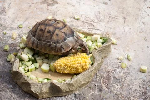 Central Asian turtle alone eats vegetables on a stone Stock Photos