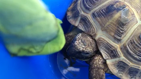 Central Asian turtle sniffs the salad and hides his head 動画素材 91651378