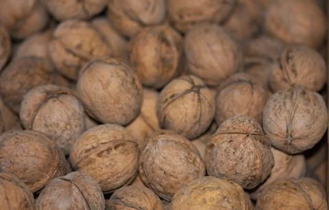 Central Asian walnuts in shell Stock Photos