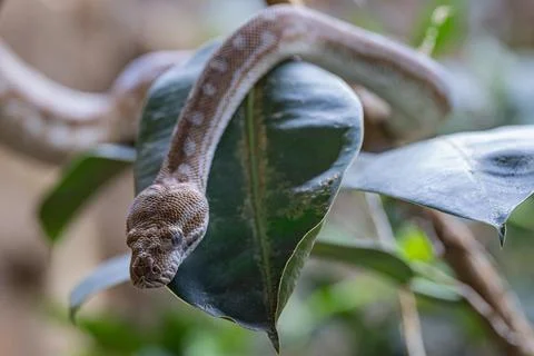 Central Australian Carpet Python, Morelia bredli Stock Photos