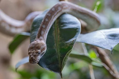  Central Australian Carpet Python, Morelia bredli Close-up image of Centra... 写真素材