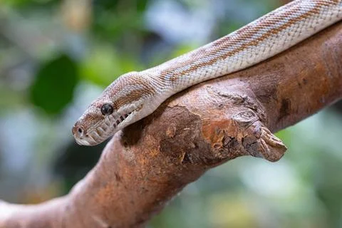  Central Australian Carpet Python, Morelia bredli Close-up image of Centra... Stock Photos