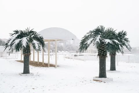 Central beach with palm trees during the snow in the city of Gelendzhik. Stock Photos