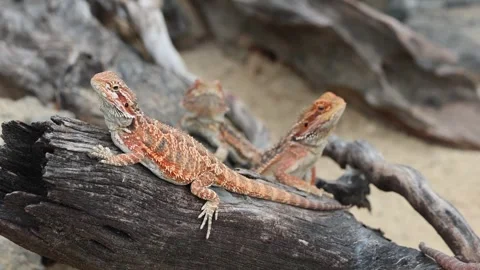 Central bearded dragon Stock Footage 342568064