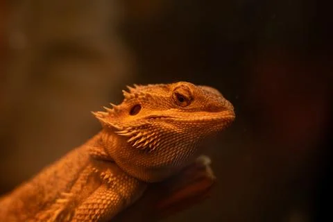 Central bearded dragon lizard close up. Stock Photos