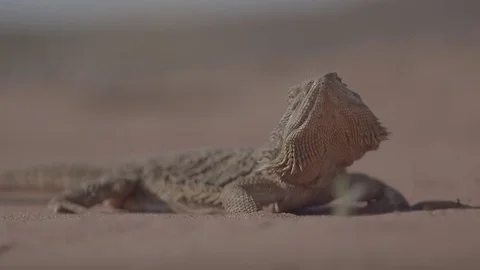 Central Bearded Dragon Lizard - Pagona Vitticeps Video stock 70338192