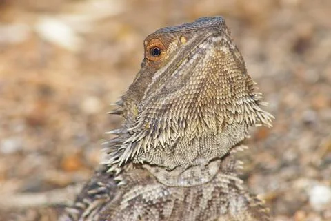 Central bearded dragon Stock Photos