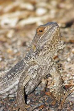 Central bearded dragon Foto stock