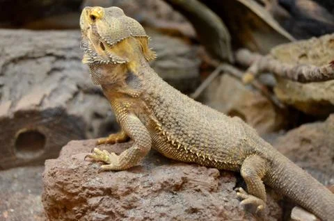 Central Bearded Dragon 写真素材