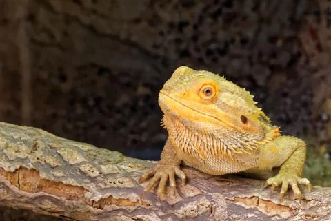 Central bearded dragon Stock Photos