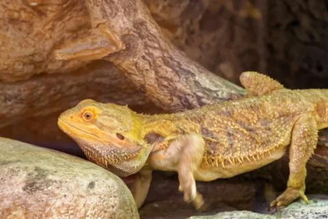 Central bearded dragon Foto stock