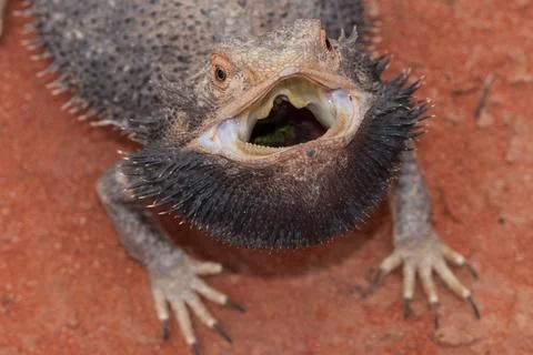 Central Bearded Dragon Stock Photos