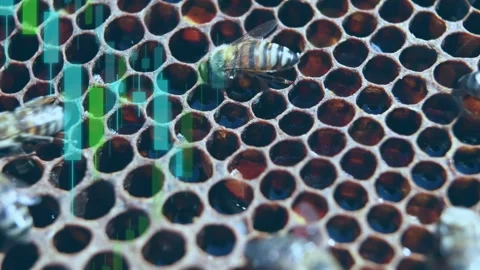 Central bee resting while bees entering frame causing contact tending cells with Stock Footage 333720020
