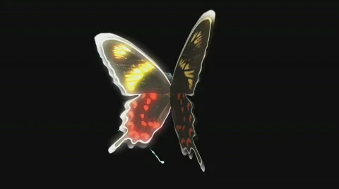 Central Butterfly wings Stock Footage 841742