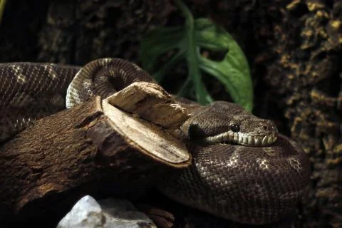 Central Carpet Python (Morelia bredli), is a non-venomous specie that is en.. Photos