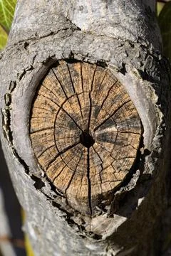 The central circular area is an old wound left by a cut-off or broken branch. Stock Photos
