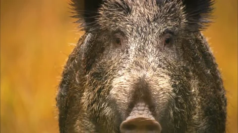 Central European boar or wild pig (Sus scrofa). Stock Footage
