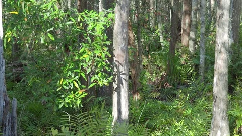 CENTRAL FLORIDA FORSTS 1 Stock Footage 85286237