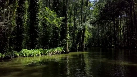 Central Florida River POV 動画素材 78537524