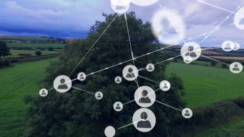 Central green tree being overlaid in rural field, with translucent network nodes Stock Footage 308025548