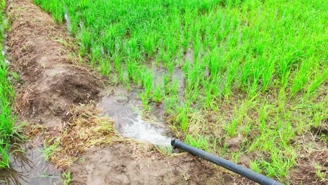 Central-india-irrigated-rice-field-cinematic-drone-tilt-up Stock Footage 342603890