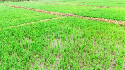Central-india-monsoon-rice-fields-village-drone-tilt-up Stock Footage 342733780