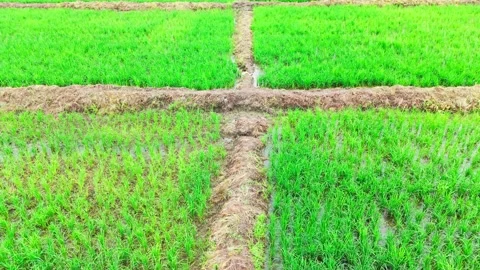 Central-india-monsoon-rice-fields-drone-forward-flight Stock Footage 342734412