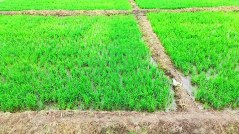 Central-india-monsoon-rice-paddy-fields-drone-tracking-left Stock Footage 342735575