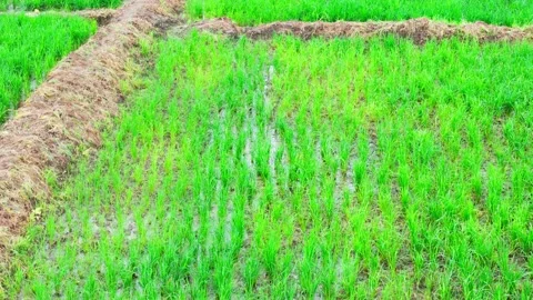 Central-india-monsoon-young-rice-paddy-waterlogged-fields-drone-tilt-up Stock Footage 342734411