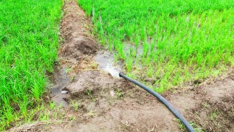 Central-india-rice-field-drone-orbit-irrigation-water-flow Stock Footage 342603827