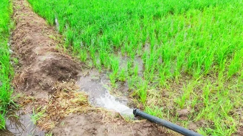 Central-india-rice-field-irrigation-cinematic-drone-forward Stock Footage 342603500
