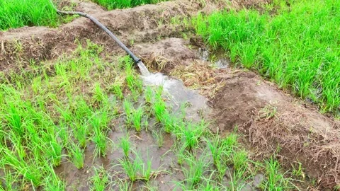 Central-india-rice-field-irrigation-drone-orbit-right Stock Footage 342604285
