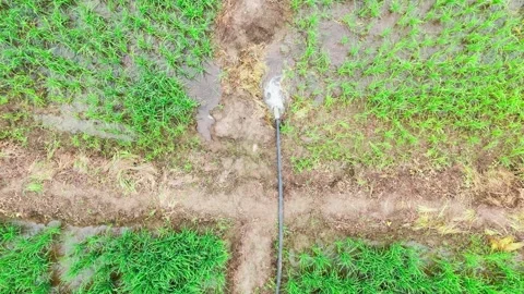 Central-india-rice-field-top-down-drone-irrigation-water-flow Stock Footage 342604390