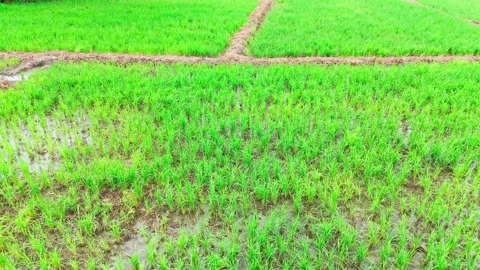 Central-india-rice-fields-drone-crane-down-monsoon Stock Footage 342734175