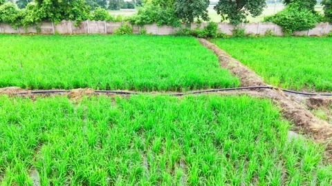 Central-india-rice-fields-irrigation-pipeline-monsoon-drone-right-tracking Stock Footage 342735665