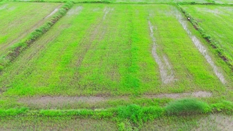 Central-india-rice-paddy-field-seedlings-right-to-left-drone Stock Footage 342395346