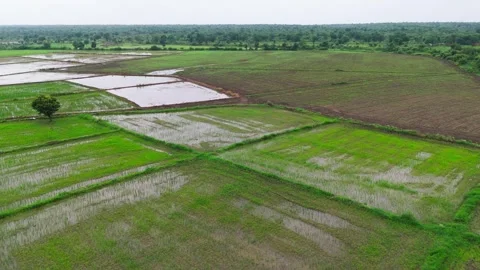 Central-india-rice-paddy-fields-drone-forward-flight-young-seedlings Stock Footage 342393112