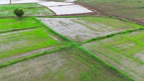 Central-india-rice-paddy-fields-drone-Pan-seedlings-aerial-agriculture Stock Footage 342393229
