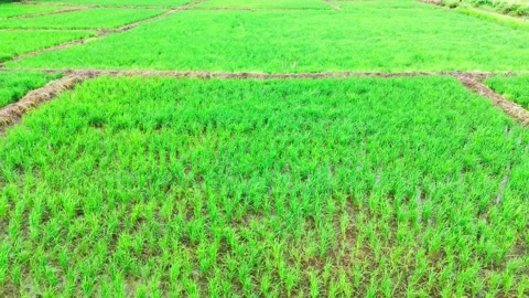 Central-india-rice-paddy-fields-monsoon-drone-tracking-aerial Stock Footage 342732458