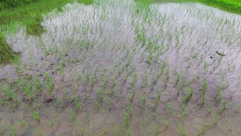 Central-india-rice-paddy-seedlings-waterlogged-field-forward-drone Stock Footage 342395637