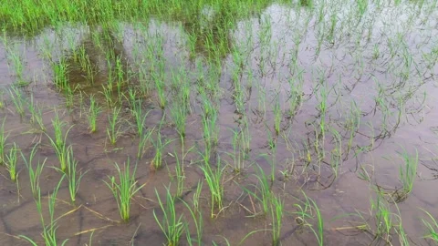 Central-india-young-rice-seedlings-flooded-paddy-drone Stock Footage 342393152