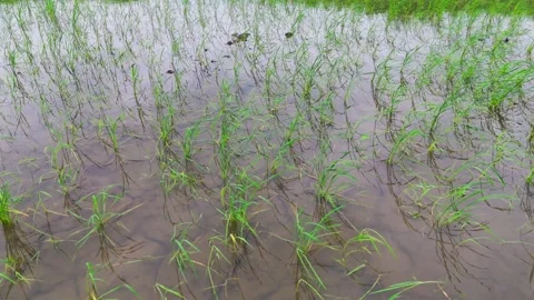 Central-india-young-rice-seedlings-flooded-paddy-forward-drone Stock Footage 342393288